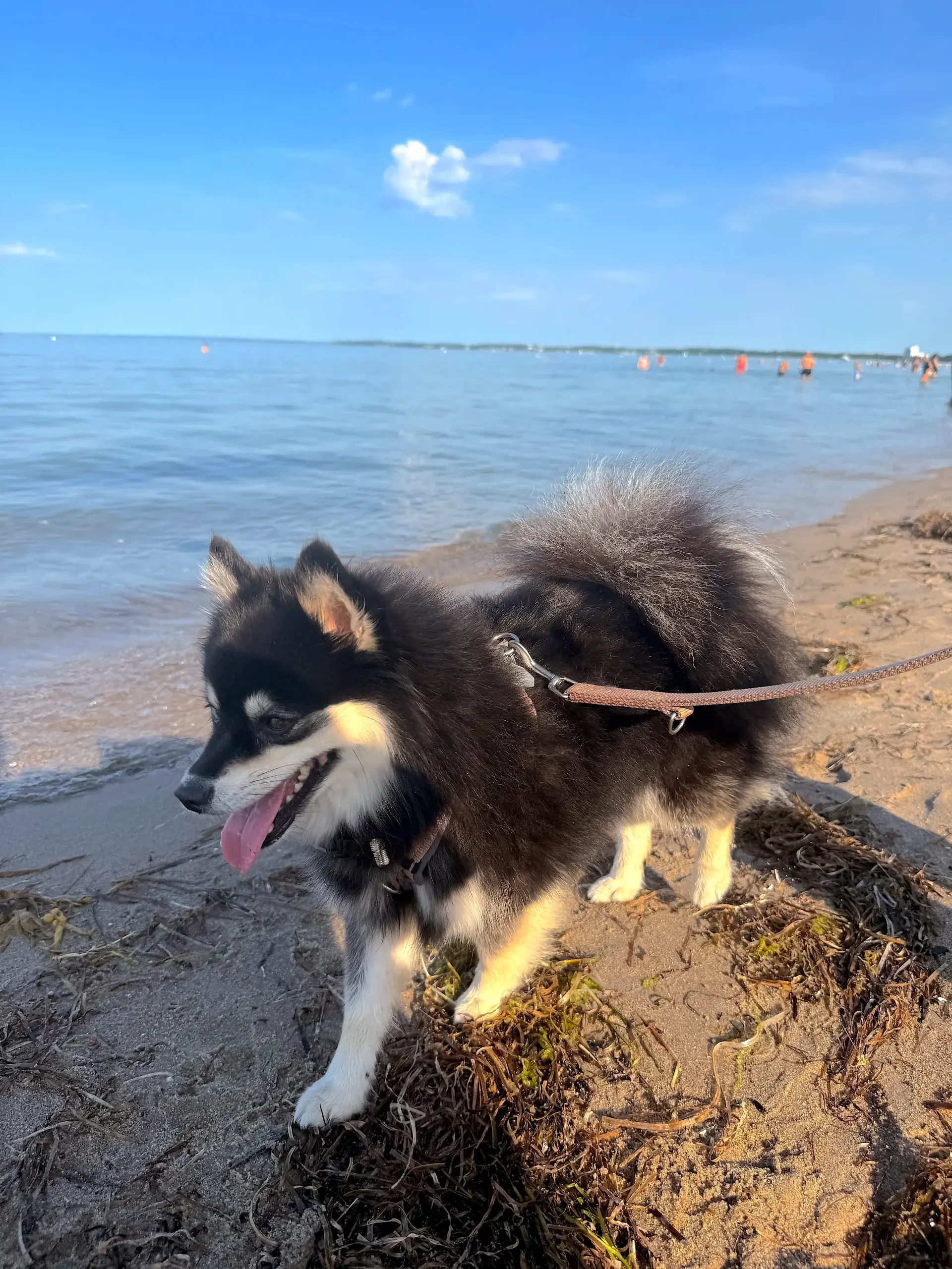Hund von Immobilienmakler Nico Gutzeit an der Leine am Strand